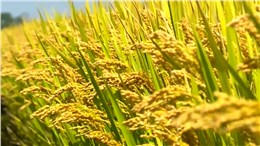 如何破解畜牧業(yè)高質(zhì)量發(fā)展難點(diǎn)？2