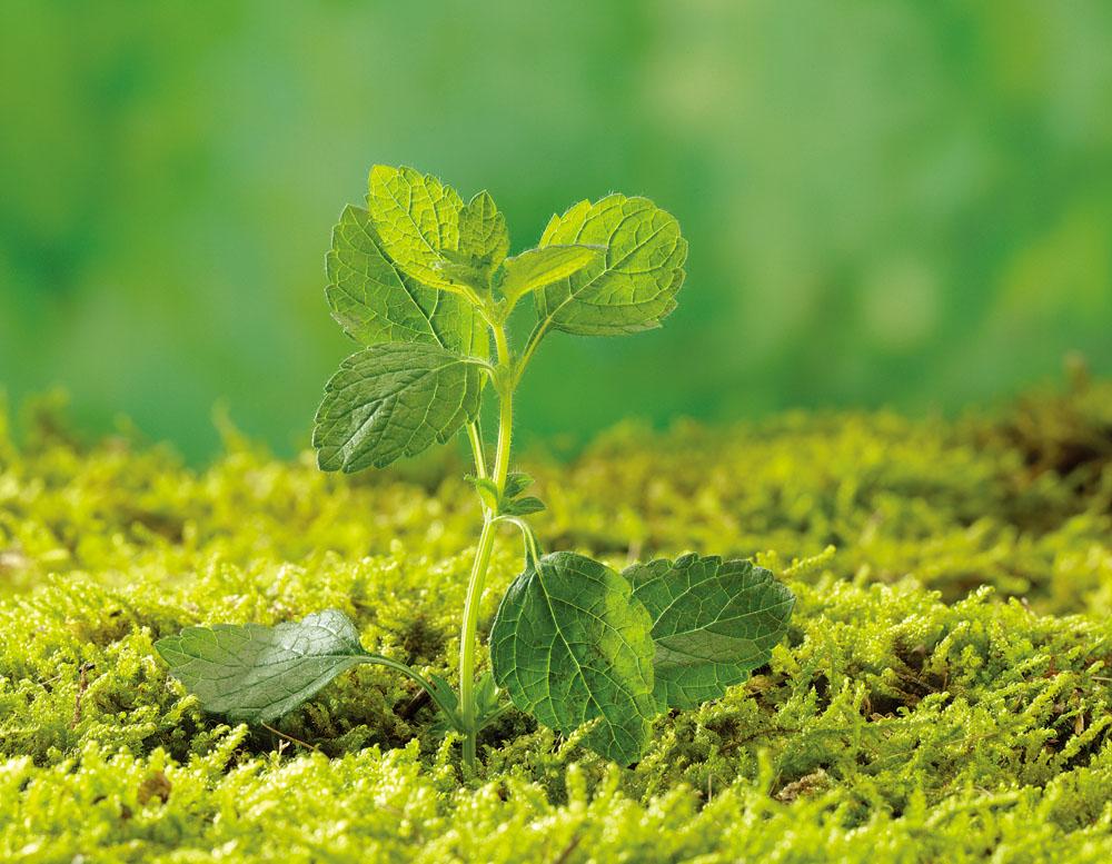 重磅| 國家能源局：鼓勵地方對生物質(zhì)能清潔供暖積極給予支持（一）
