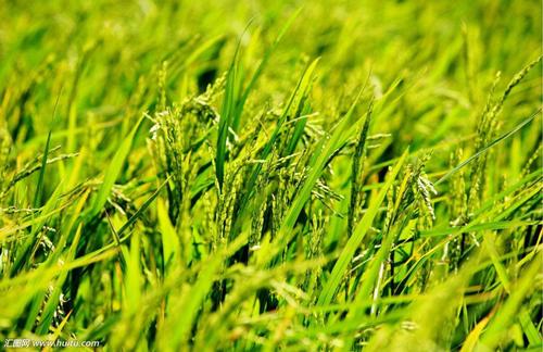 大力士 生物質(zhì)燃燒器