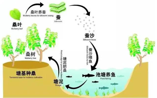 “生態(tài)循環(huán)農(nóng)業(yè)”經(jīng)典模式（二）