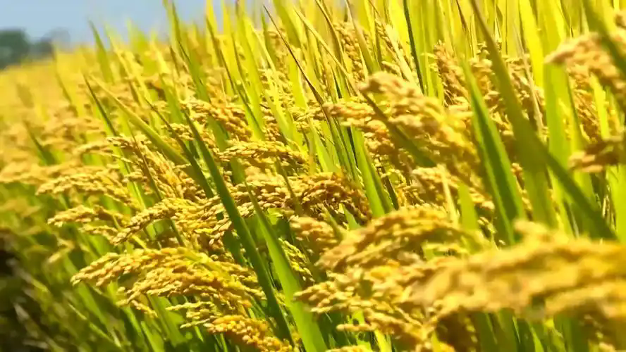 如何破解畜牧業(yè)高質(zhì)量發(fā)展難點(diǎn)？1