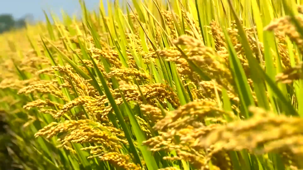 如何破解畜牧業(yè)高質(zhì)量發(fā)展難點(diǎn)？2
